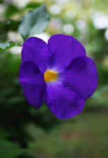 foto,tela,gratis,paisaje,fotografía,idea,Una flor de un país del sur, Planta tropical, Violeta azulada, Pétalo, Flor