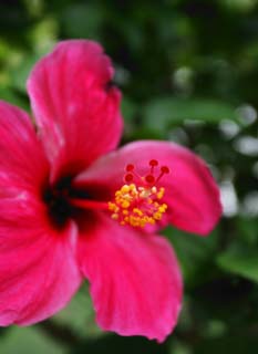 foto,tela,gratis,paisaje,fotografía,idea,Polen de un hibisco, Planta tropical, Hibisco, Pistilo, Estambre