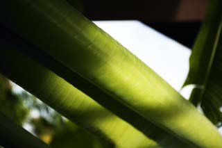 fotografia, materiale, libero il panorama, dipinga, fotografia di scorta,Una sinfonia di una banana, banana, foglia, vena di foglia, Io sono verde