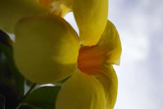 foto,tela,gratis,paisaje,fotografía,idea,Un frangipani amarillo, Frangipani, Póngase amarillo, Pétalo, 