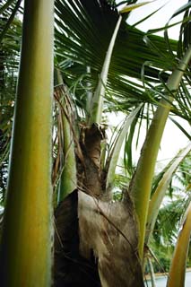 fotografia, materiale, libero il panorama, dipinga, fotografia di scorta,Una gemma di un palmo di canapa, palmo di canapa, gemma, paese meridionale, La zona tropicale