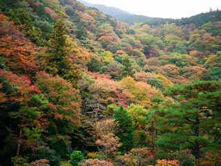 foto,tela,gratis,paisaje,fotografía,idea,Hojas de otoño en las montañas, , , , 