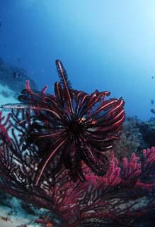 fotografia, materiale, libero il panorama, dipinga, fotografia di scorta,Una stella di penna, , stella di penna, tuffandosi, Nel mare