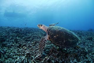 Foto, materieel, vrij, landschap, schilderstuk, bevoorraden foto,Een zee turtle, Seturtle, , , Koraal