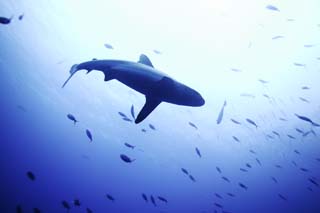 photo, la matière, libre, aménage, décrivez, photo de la réserve,Levez les yeux vers un requin, requin, , , foule