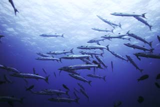 Foto, materieel, vrij, landschap, schilderstuk, bevoorraden foto,Een school van barracuda, Barracuda, Grote barracuda, School van visen, De zee