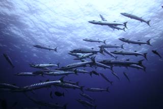 Foto, materieel, vrij, landschap, schilderstuk, bevoorraden foto,Een school van barracuda, Barracuda, Grote barracuda, School van visen, De zee