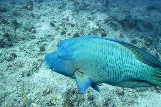 photo,material,free,landscape,picture,stock photo,Creative Commons,Napoleon fish, The sea, Coral, , Napoleon fish