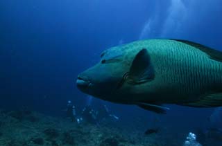 foto,tela,gratis,paisaje,fotografía,idea,Un angel de la guarda de un clavadista, El mar, Buceo, Clavadista, Peces de milhojas