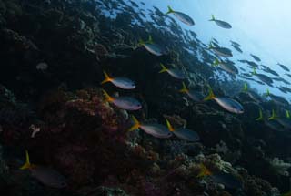 foto,tela,gratis,paisaje,fotografía,idea,Un banco de peces, El mar, Coral, , Banco de peces