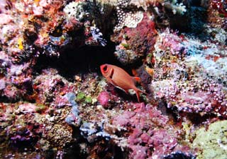 foto,tela,gratis,paisaje,fotografía,idea,Un pez rojo, El mar, Coral, , En el agua