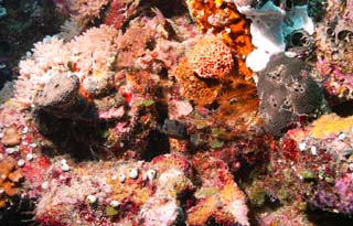 foto,tela,gratis,paisaje,fotografía,idea,Un trunkfish con lunares y saludos, El mar, Coral, , Globefish