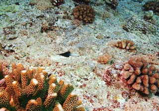 foto,tela,gratis,paisaje,fotografía,idea,Un pez de una falda negra, El mar, Coral, , En el agua