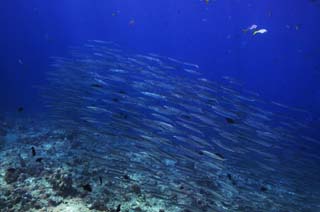 foto,tela,gratis,paisaje,fotografía,idea,Un banco de peces, El mar, Color azul, Planta índigo, Banco de peces