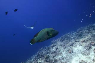 foto,tela,gratis,paisaje,fotografía,idea,Un lugar de reunión de juego importante, El mar, Peces de milhojas, Rayo de águila manchado, Buceo