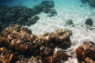 foto,tela,gratis,paisaje,fotografía,idea,Un artículo ligero de una onda, El mar, Coral, , En el mar