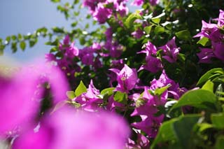 foto,tela,gratis,paisaje,fotografía,idea,Verano de una buganvilla, Buganvilla, Soy morado, La zona tropical, País del sur