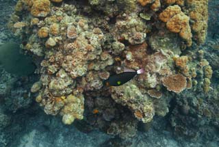 photo,material,free,landscape,picture,stock photo,Creative Commons,Tropical fish of a coral reef, coral reef, Coral, In the sea, underwater photograph