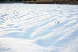 foto,tela,gratis,paisaje,fotografía,idea,La ilusión de nieve, , , , 