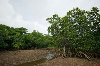 photo, la matière, libre, aménage, décrivez, photo de la réserve,Une forêt d'un manglier, manglier, rivière, crabe du violoniste, laisse