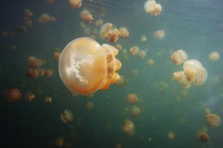 Ôîòî, ìàòåðèàëüíûé, ñâîáîäíûé, ïåéçàæ, ôîòîãðàôèÿ, ôîòî ôîíäà.,Jellyfish, jellyfish, , , 