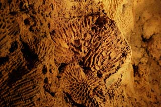 Foto, materiell, befreit, Landschaft, Bild, hat Foto auf Lager,Ein Fossil der Koralle, Tropfsteinhöhle, Tropfstein, Kalkstein, 