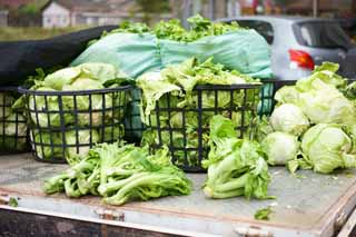 photo, la matière, libre, aménage, décrivez, photo de la réserve,Beipu vendre les légumes, , , , 