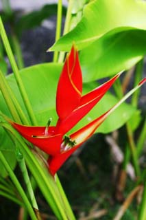 foto,tela,gratis,paisaje,fotografía,idea,Una flor roja tropical, Rojo, Flor, La zona tropical, País del sur