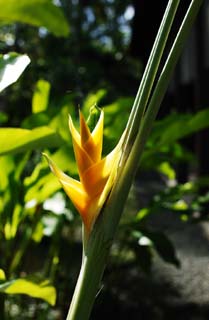 foto,tela,gratis,paisaje,fotografía,idea,Una flor amarilla tropical, Póngase amarillo, Flor, La zona tropical, País del sur