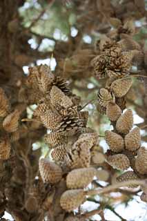 öéìåí, çéðí âùîé, ðåó, îãîéï, öéìåí ùì îìàé ,pinecone, , , , 