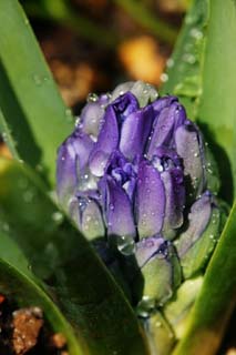 Foto, materiell, befreit, Landschaft, Bild, hat Foto auf Lager,Ein Klumpen von Frühling, Blau, Hyazinthe, , Knospe