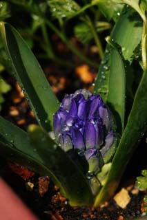 foto,tela,gratis,paisaje,fotografía,idea,Un botón de un jacinto, Color azul, Jacinto, , Botón