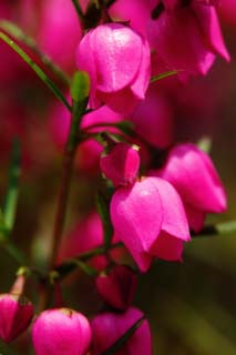 foto,tela,gratis,paisaje,fotografía,idea,Un floret rosa, Soy el rojo hondo, Rosado, Botón, Pétalo