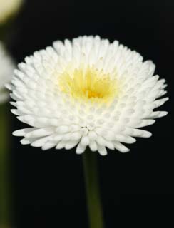 Foto, materiell, befreit, Landschaft, Bild, hat Foto auf Lager,Auf von Daisy, Weiß, Daisy, Blume, Blütenblatt