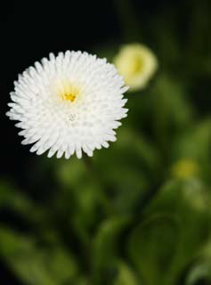 Foto, materiell, befreit, Landschaft, Bild, hat Foto auf Lager,Weiße Daisy, Weiß, Daisy, Blume, Blütenblatt