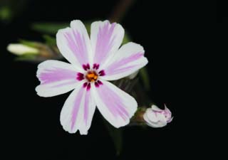 foto,tela,gratis,paisaje,fotografía,idea,Un colorete blanco moler rosa, Blanco, Soy el rojo hondo, Flor, Moler rosa