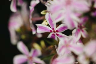 foto,tela,gratis,paisaje,fotografía,idea,Un colorete blanco moler rosa, Blanco, Soy el rojo hondo, Flor, Moler rosa