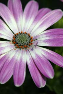 foto,tela,gratis,paisaje,fotografía,idea,Flor morada y polen, Blanco, Soy morado, Polen, Pétalo