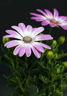 foto,tela,gratis,paisaje,fotografía,idea,Una flor morada, Blanco, Soy morado, Polen, Pétalo