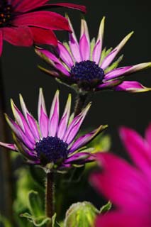 foto,tela,gratis,paisaje,fotografía,idea,Gravedad de una flor joven, Planta índigo, Botón, Flor, Pétalo