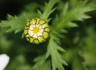 Foto, materiell, befreit, Landschaft, Bild, hat Foto auf Lager,Eine Knospe wilder Chrysantheme, Weiß, Wilde Chrysantheme, Knospe, Blütenblatt