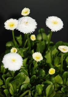 photo, la matière, libre, aménage, décrivez, photo de la réserve,Une famille de Daisy, Blanc, Daisy, fleur, pétale