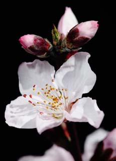 foto,tela,gratis,paisaje,fotografía,idea,Es la luz del sol de la primavera en flor de durazno, Durazno, , Pétalo, 