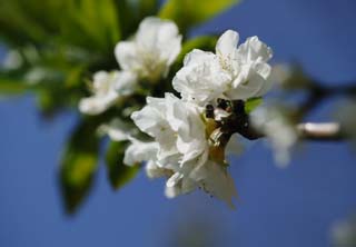 foto,tela,gratis,paisaje,fotografía,idea,Una flor de primavera blanca doble, Blanco, Flor, Pétalo, Rama