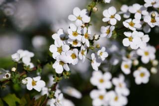 foto,tela,gratis,paisaje,fotografía,idea,Primavera de Spiraea, , Spiraea, Spirea, En primavera