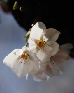 foto,tela,gratis,paisaje,fotografía,idea,Primavera de uno cerezo de Yoshino, Cerezo, , , Cerezo de Yoshino