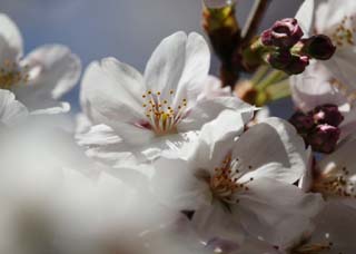 foto,tela,gratis,paisaje,fotografía,idea,Primavera de uno cerezo de Yoshino, Cerezo, , , Cerezo de Yoshino