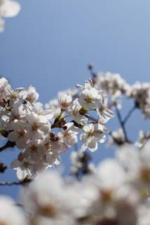 foto,tela,gratis,paisaje,fotografía,idea,Primavera de uno cerezo de Yoshino, Cerezo, , , Cerezo de Yoshino