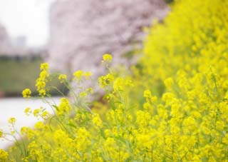 foto,tela,gratis,paisaje,fotografía,idea,Es un cimbel a una violación, Cerezo, , , Violación