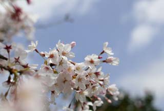 photo,material,free,landscape,picture,stock photo,Creative Commons,Spring of a Yoshino cherry tree, cherry tree, , , Yoshino cherry tree